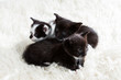 Photo: Curious group of kittens Curious group of kittens