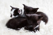 Photo: Tired group of kittens Tired group of kittens