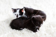 Photo: Group of kittens cuddling Group of kittens cuddling