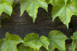 Enredadera, fondo madera, marco
