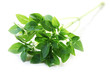 Thai Basil