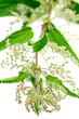 Stinging Nettle (Urtica Dioica)