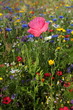 Blumenwiese