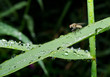 tiny fly sits on wet grass blade, raindrops