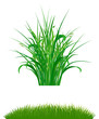 Vector: Grass Grass