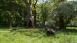 Video: wald wald