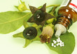 Globuli und Tollkirsche, Atropa belladonna