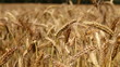 wheat field