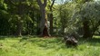 Video: wald wald