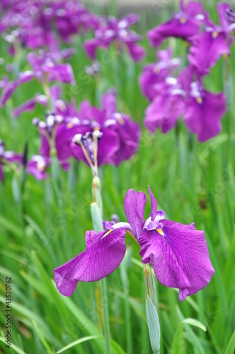 Photo: 花菖蒲 揚羽 花菖蒲 揚羽