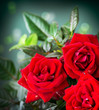 Rose Flower
