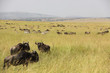 Photo: Gnus auf der Wiese Gnus auf der Wiese
