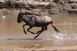 Photo: rennendes Gnu rennendes Gnu