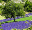 Provence