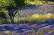 Soleil de Provence