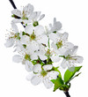 Cherry Flowers