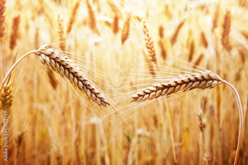 Photo: Field Of Wheat Field Of Wheat