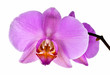 Orchid Flower