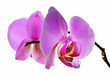 Orchid Flower