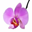 Orchid Flower