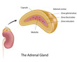 The adrenal gland, eps10