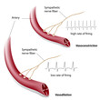 Vasoconstriction and vasodilation control, eps8