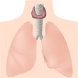 Thyroid gland, eps10