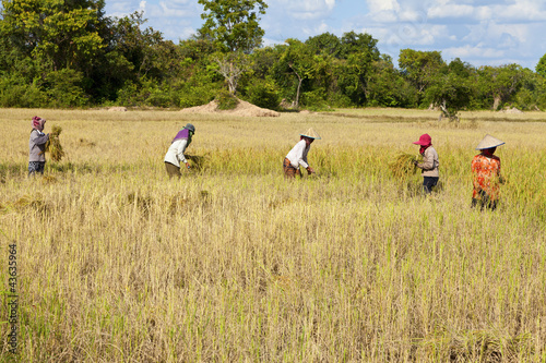 Photo: Rice harvesting Rice harvesting