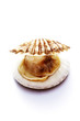 Scallop