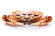 Flower crab