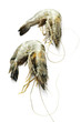 Prawns