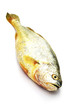 Raw fish