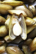 Mussels