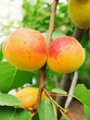 Foto: ripe apricots ripe apricots