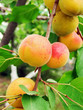 Foto: ripe apricots ripe apricots