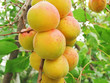 Foto: ripe apricots ripe apricots