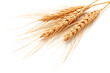 wheat ears