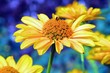 Asteroideae
