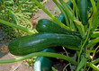Zucchini - Cucurbita pepo