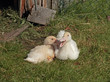 Entenküken