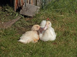 Entenküken