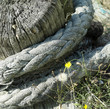 Rope around tree stump