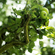 Close up of the fruit on the tree