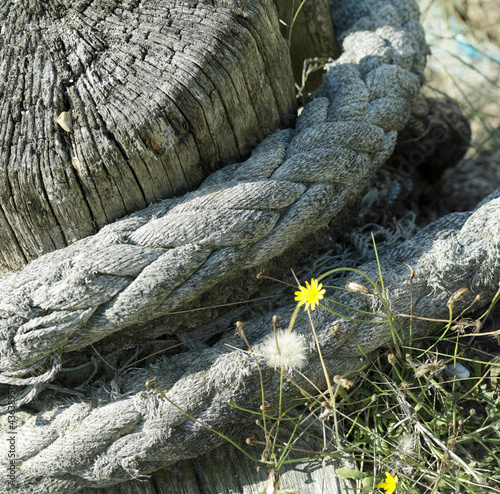 Photo: Rope around tree stump Rope around tree stump