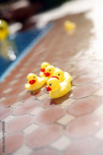 Photo: Toy ducks beside a swimming pool Toy ducks beside a swimming pool