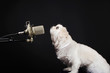 Dog standing in front of a microphone