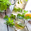 Kräuter - Limonade - mit Giersch und Gundermann