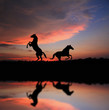horse over sunset