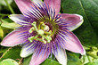 Passiflora - Medizin - Passionsblume