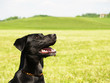schwarzer Hund in der Wiese, close-up, 7